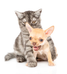 Cat hugging chihuahua puppy. Isolated on white background