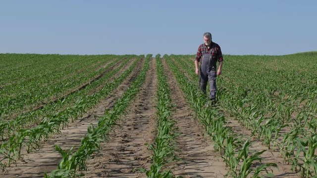Zoom out video of f armer or agronomist walking and  inspecting quality of corn plant in field