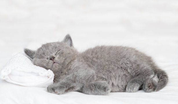 Gray little kitten sleeping on a pillow at home