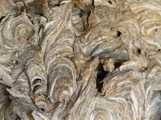 Ausschnitt eines Wespennestes