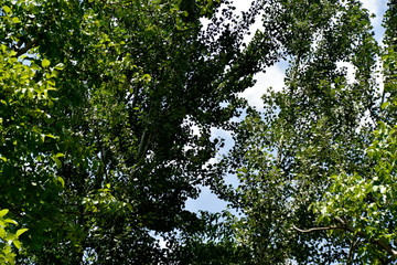 View of Zayandeh rood (Zayanderud), Esfahan, Iran at the day