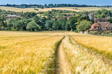 Looking across a Barley field to Old Amersham © gb27photo