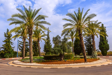Fototapeta na wymiar Date palms planted near the road