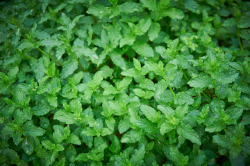 Fresh, organic green mint