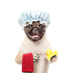 Funny puppy with shower cap holding towel and rubber duck. isolated on white background