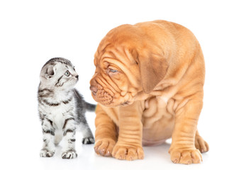 Mastiff puppy and tiny kitten look at each other. isolated on white background