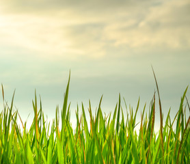 Closeup shot of fresh green rice paddy field