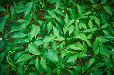 Green and fresh pepper plant
