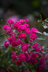 Magenta rose bush on a dark background.