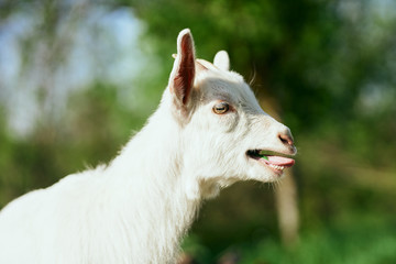 Fototapeta premium portrait of a goat