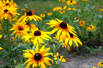 Yellow Echinacea flower on green nature background, close up. Orange flowers for herbal medicine.