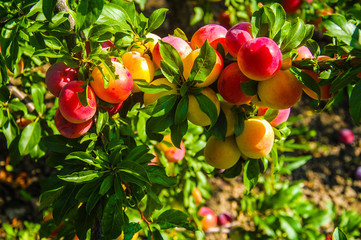 cherry plum fruit on a branch
