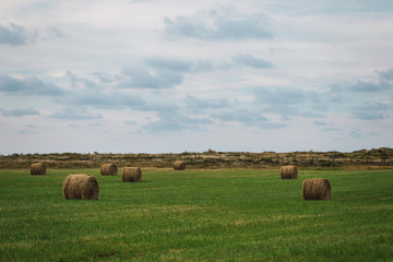 campos con el heno cortado en bolas para el ganado
