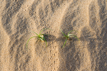 plants and tracks in the desert