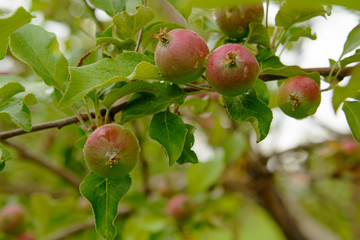 Young unripe apples on branches with drops after rain