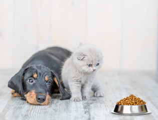 Cute baby kitten sitting with dachshund puppy on the floor at home and looking at a bowl of dry food
