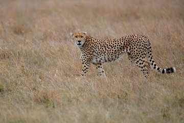Cheetah male walking and looking for prey in Masai Mara National Park in Kenya
