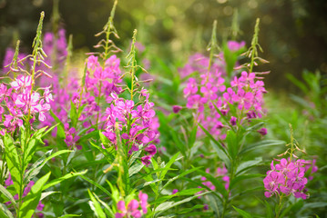 Field of fireweed in bloom