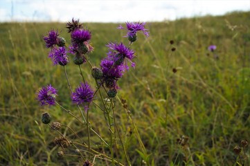 wild purple flowers in the meadow