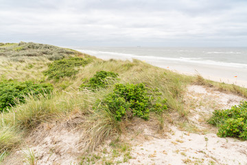 Naklejka premium Dune with beach grass on Sylt island.