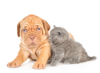 Mastiff puppy and gray kitten sitting together. isolated on white background