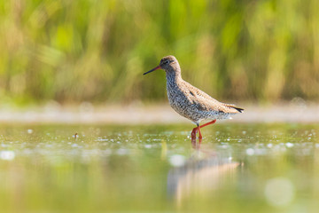 common redshank tringa totanus wading bird