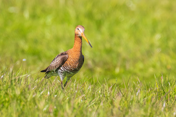 Black-tailed godwit Limosa Limosa foraging in a green meadow
