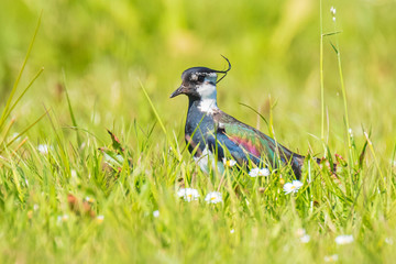 Northern lapwing (Vanellus vanellus) wading bird in a meadow