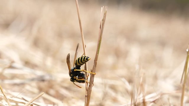 Macro shot of a wasp eating something