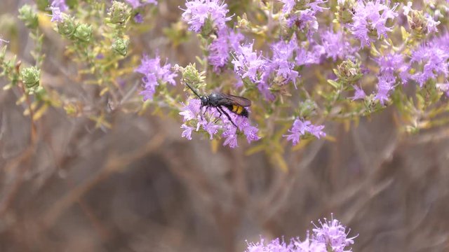 Macro shot of a wasp eating something