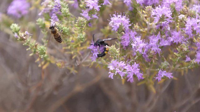Macro shot of a wasp eating something