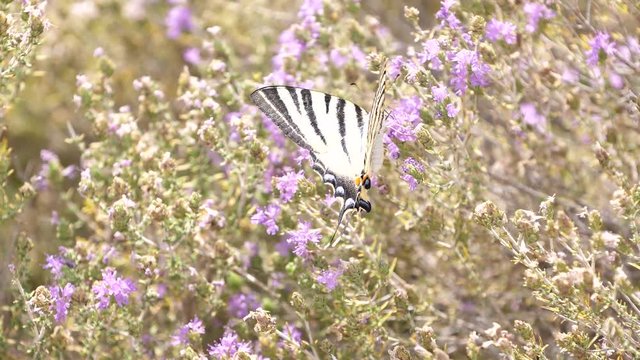 A beautiful white butterfly is collecting nectar from flowers
