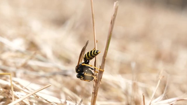 Macro shot of a wasp eating something