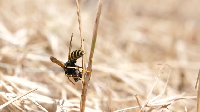 Macro shot of a wasp eating something