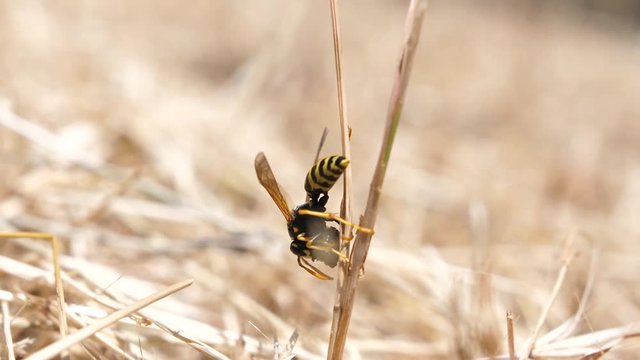 Macro shot of a wasp eating something