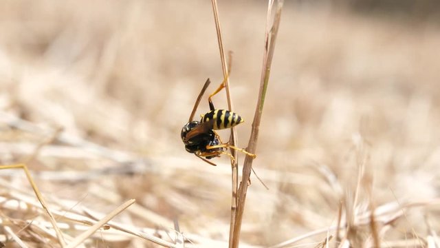 Macro shot of a wasp eating something