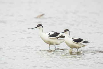 Pied Avocet, Recurvirostra avosetta, foraging