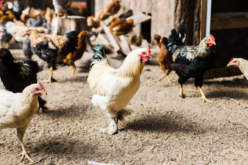 White rooster in the chicken coop on a blurred background of birds in warm colors