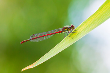 Detail closeup of a large red damselfly Pyrrhosoma nymphula