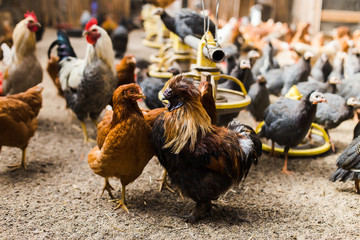 Brown rooster and chicken in the hen house on a blurred background of birds in warm colors