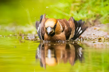 Closeup of a wet hawfinch, Coccothraustes coccothraustes washing, preening and cleaning in water.