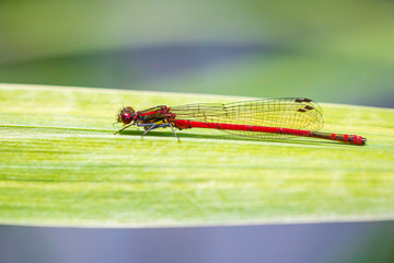 Detail closeup of a large red damselfly Pyrrhosoma nymphula