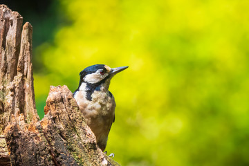 Closeup of a great spotted woodpecker (Dendrocopos major) perched in a forest