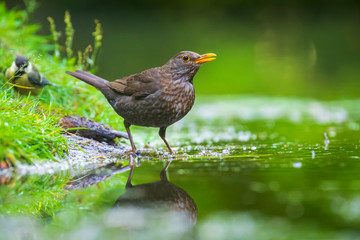 Closeup of a Common Blackbird female, Turdus merula washing, preening, drinking and cleaning in water.