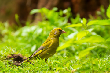 Greenfinch Chloris chloris bird perched in grass, low point of view, selective focus