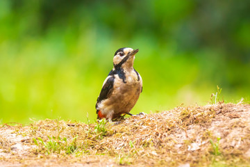 Closeup of a great spotted woodpecker (Dendrocopos major) perched on the forest floor