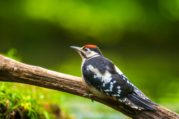 Closeup of a great spotted woodpecker (Dendrocopos major) perched in a forest