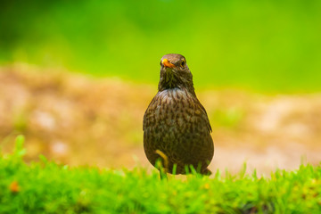 Common Blackbird female bird turdus merula perched in a green meadow