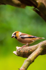 Beautiful hawfinch male, Coccothraustes coccothraustes, songbird perched on wood