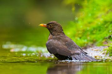 Closeup of a Common Blackbird male, Turdus merula washing, preening, drinking and cleaning in water.
